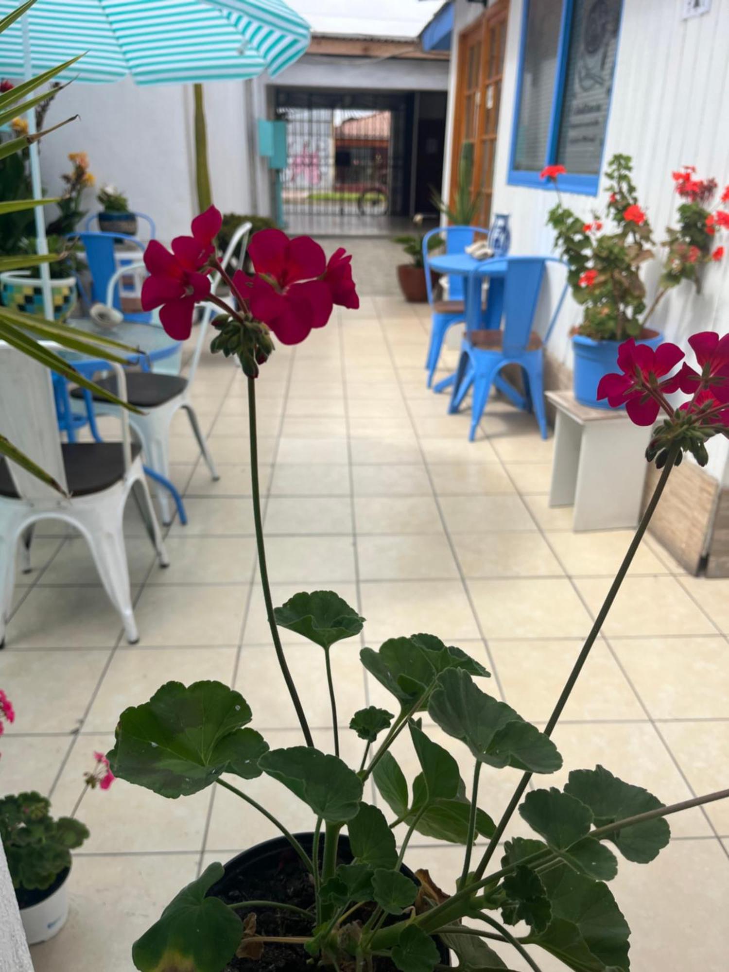Hostal Avenue La Serena Luaran gambar